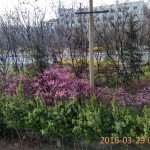 img_20160329_082148_hdr.jpg