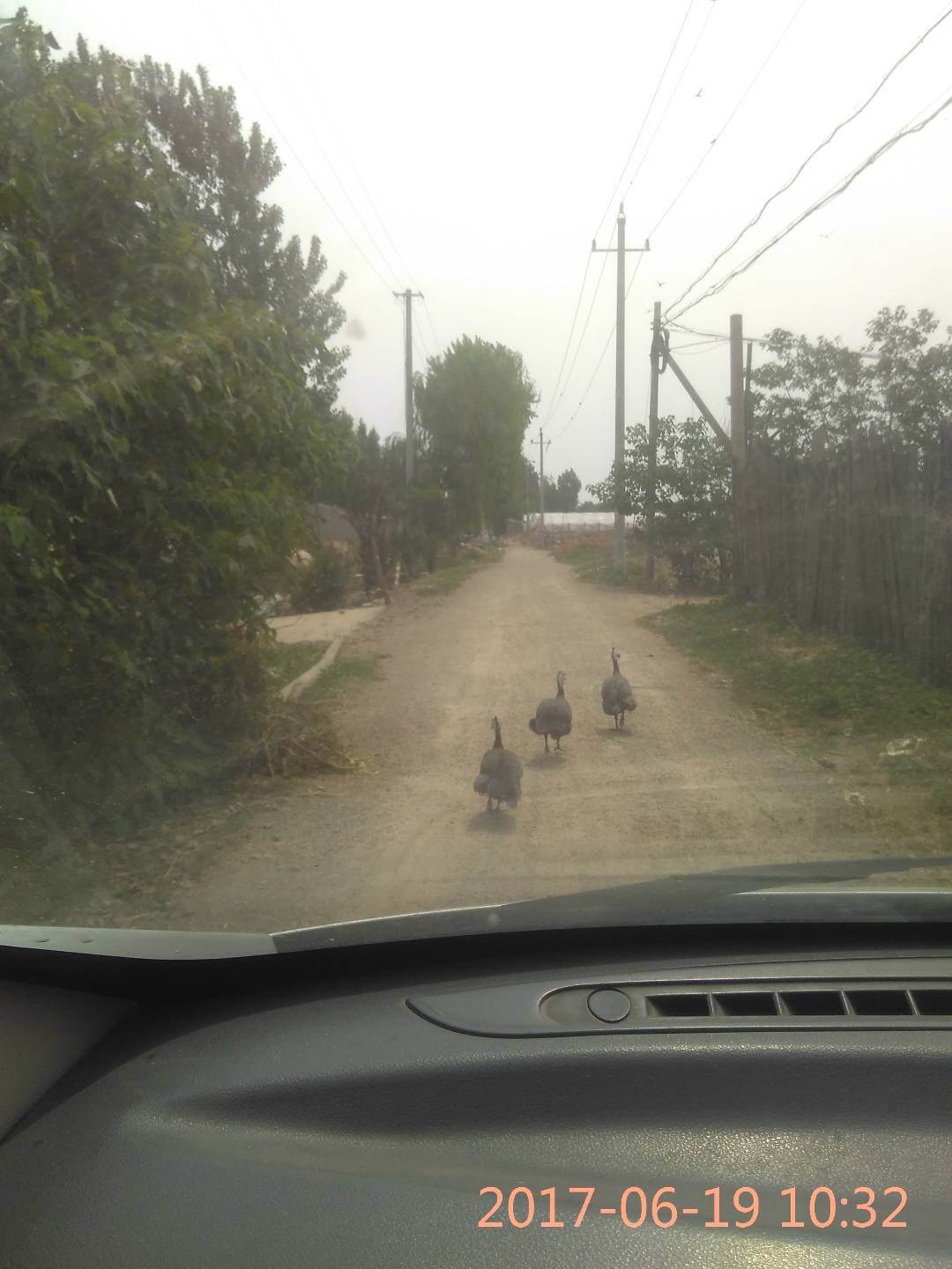 不知道是不是野生的?